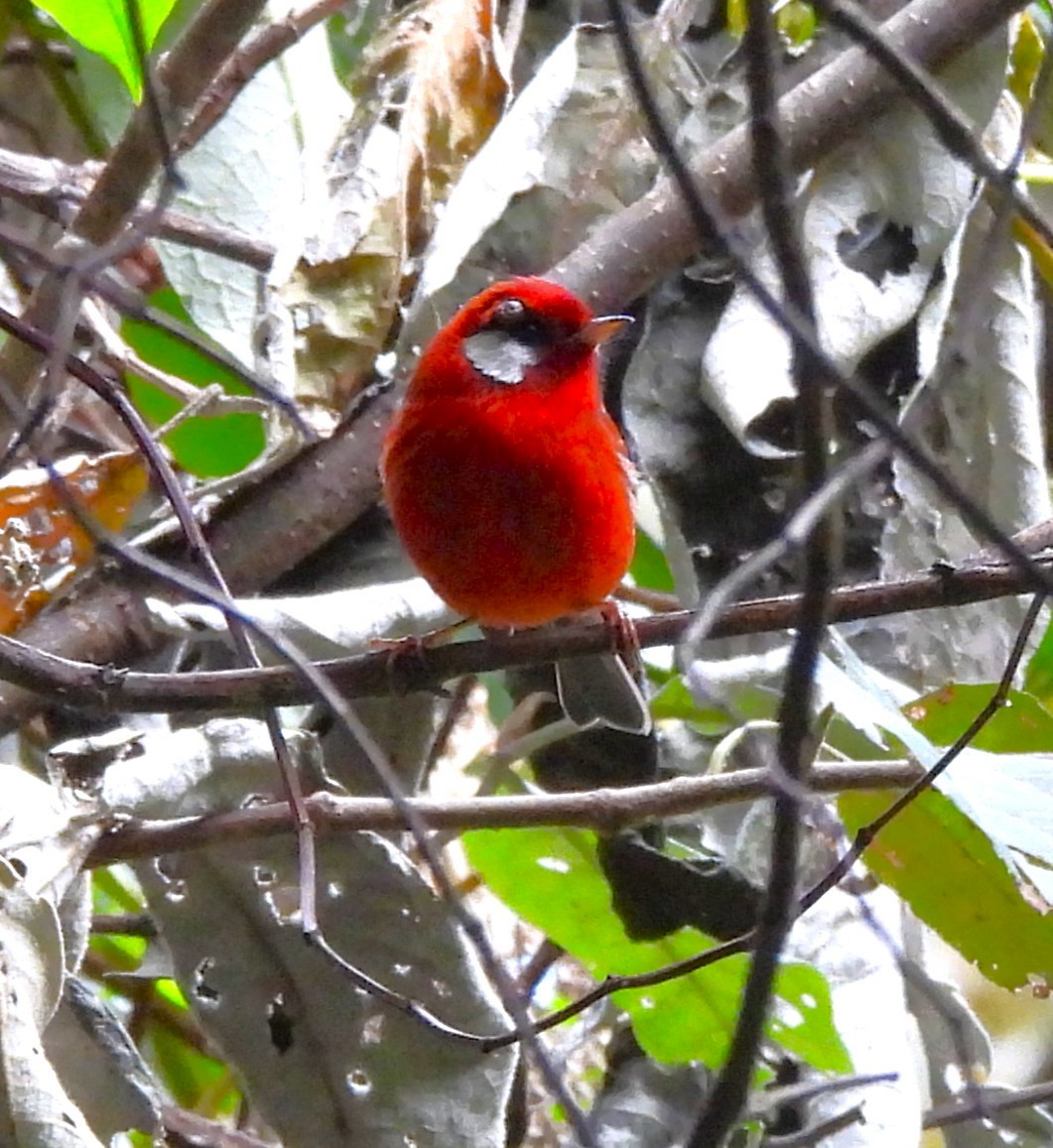 Red Warbler - ML646994975