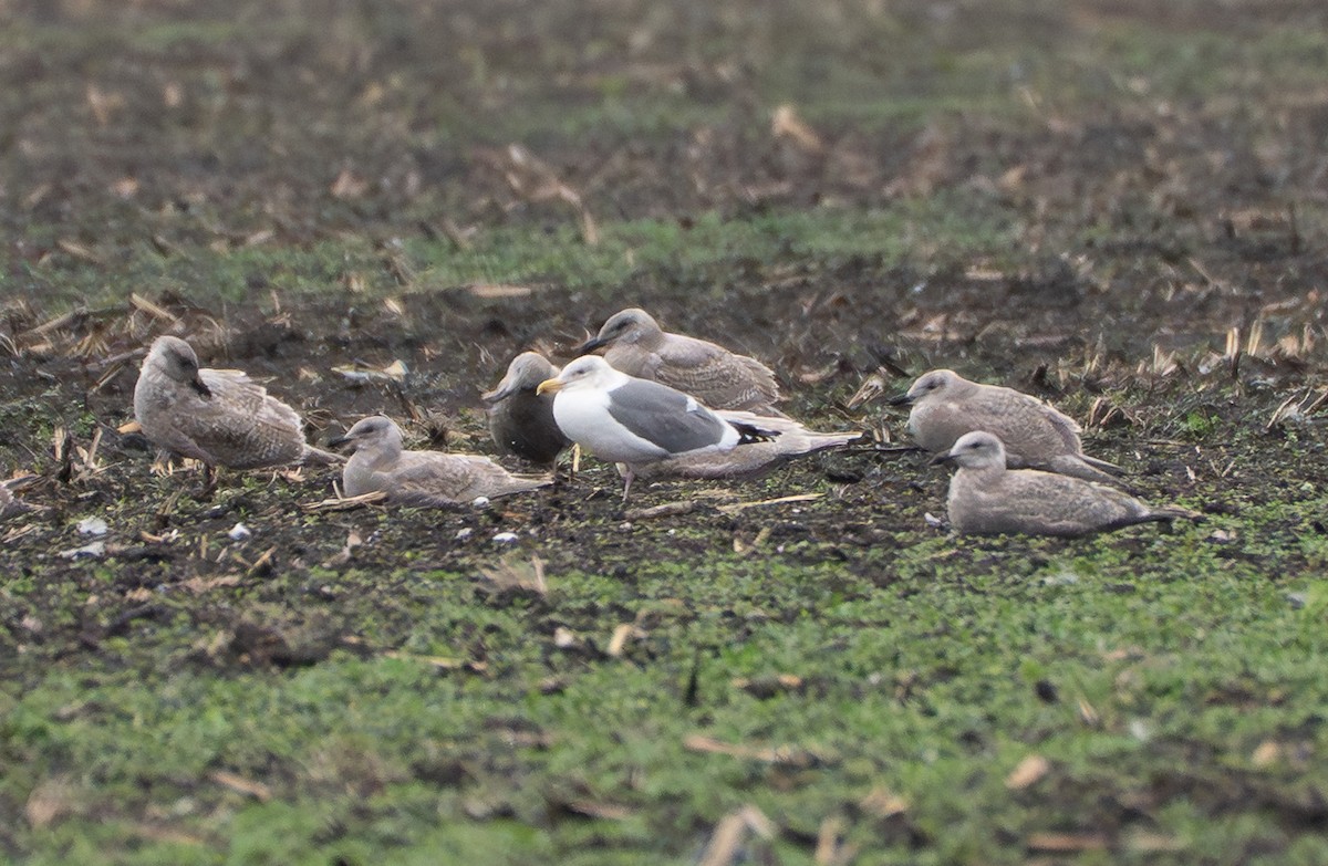 Western Gull - ML646994978