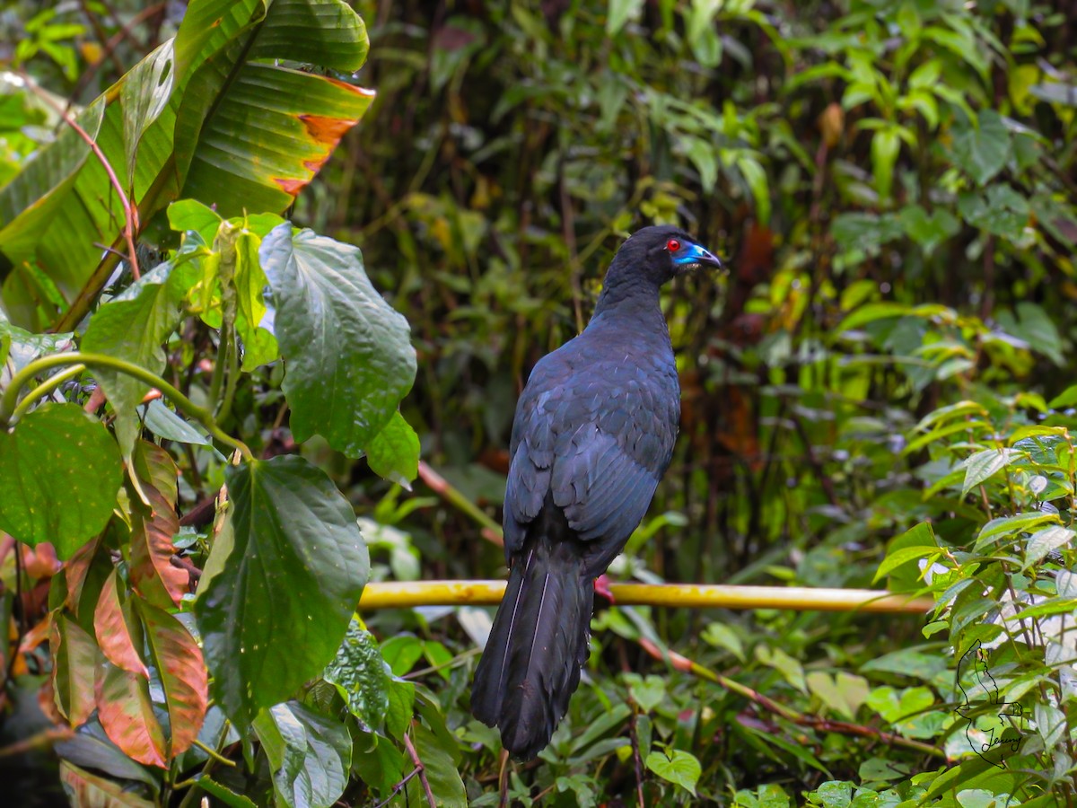 Black Guan - ML646994981