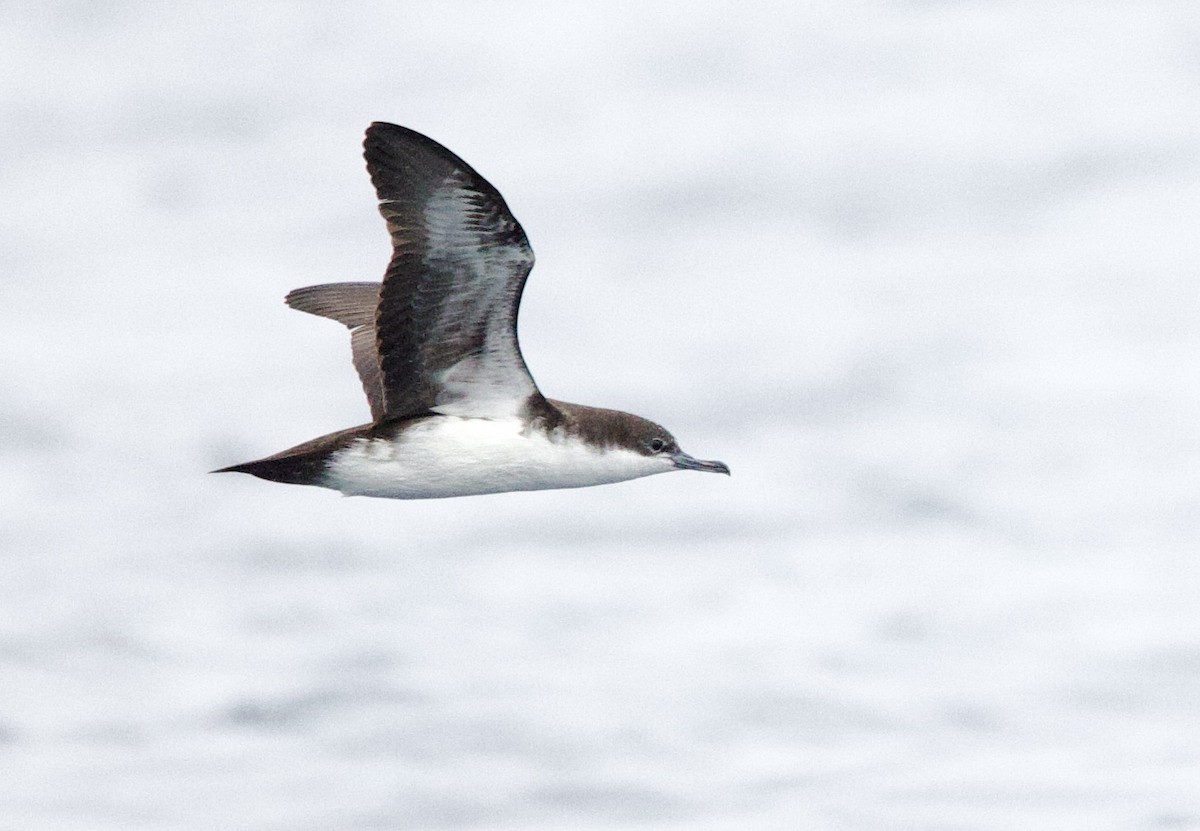 Puffin des Galapagos - ML646994982