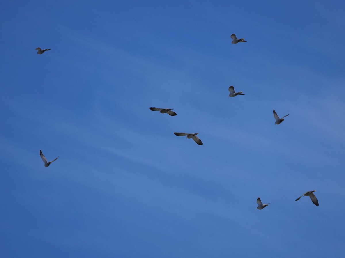 Eurasian Collared-Dove - ML646994985