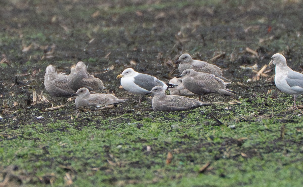 Western Gull - ML646994986