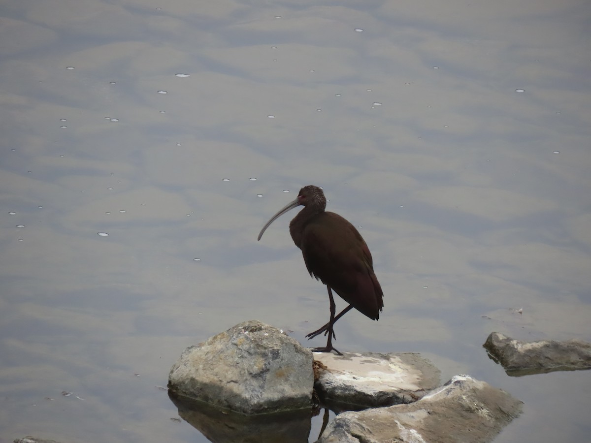 ibis americký - ML646994988