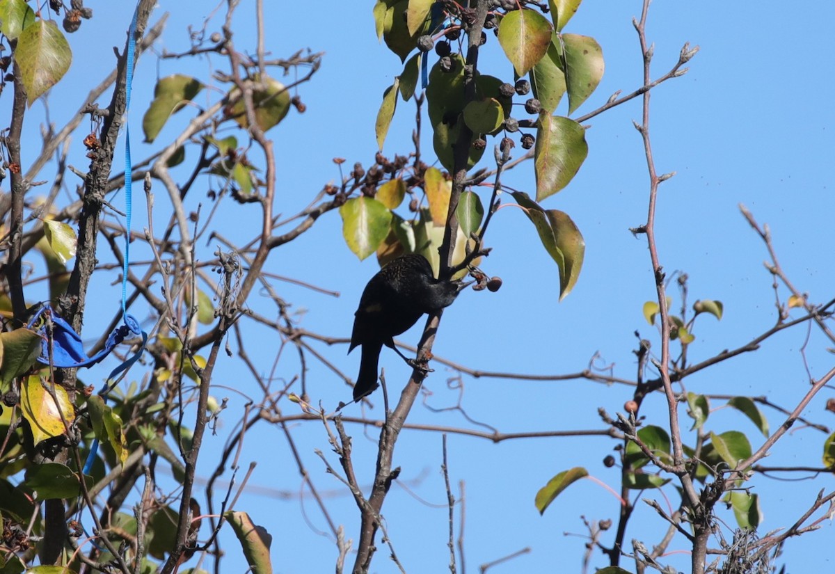 Red-winged Blackbird - ML646994989