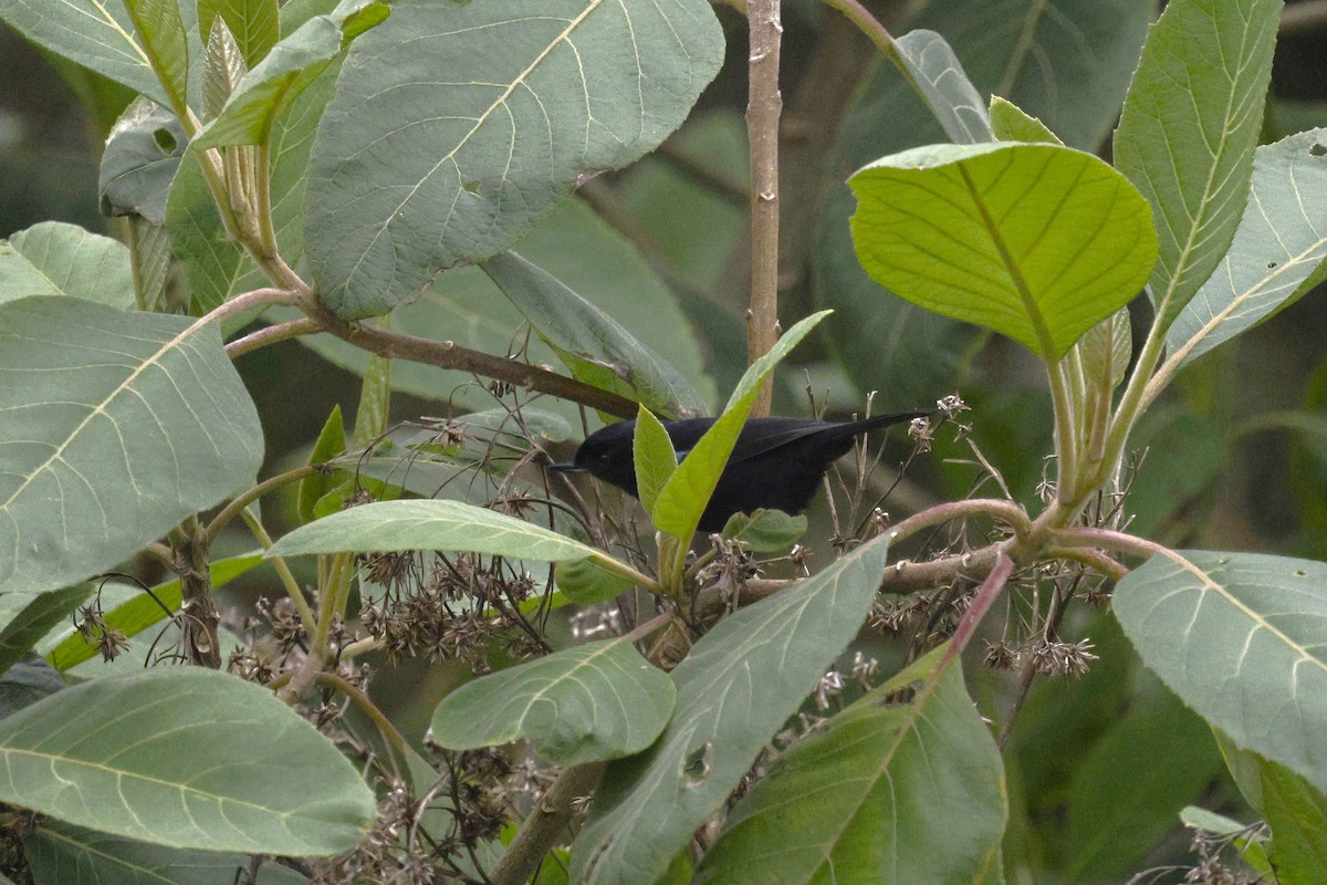 Glossy Flowerpiercer - ML646994992