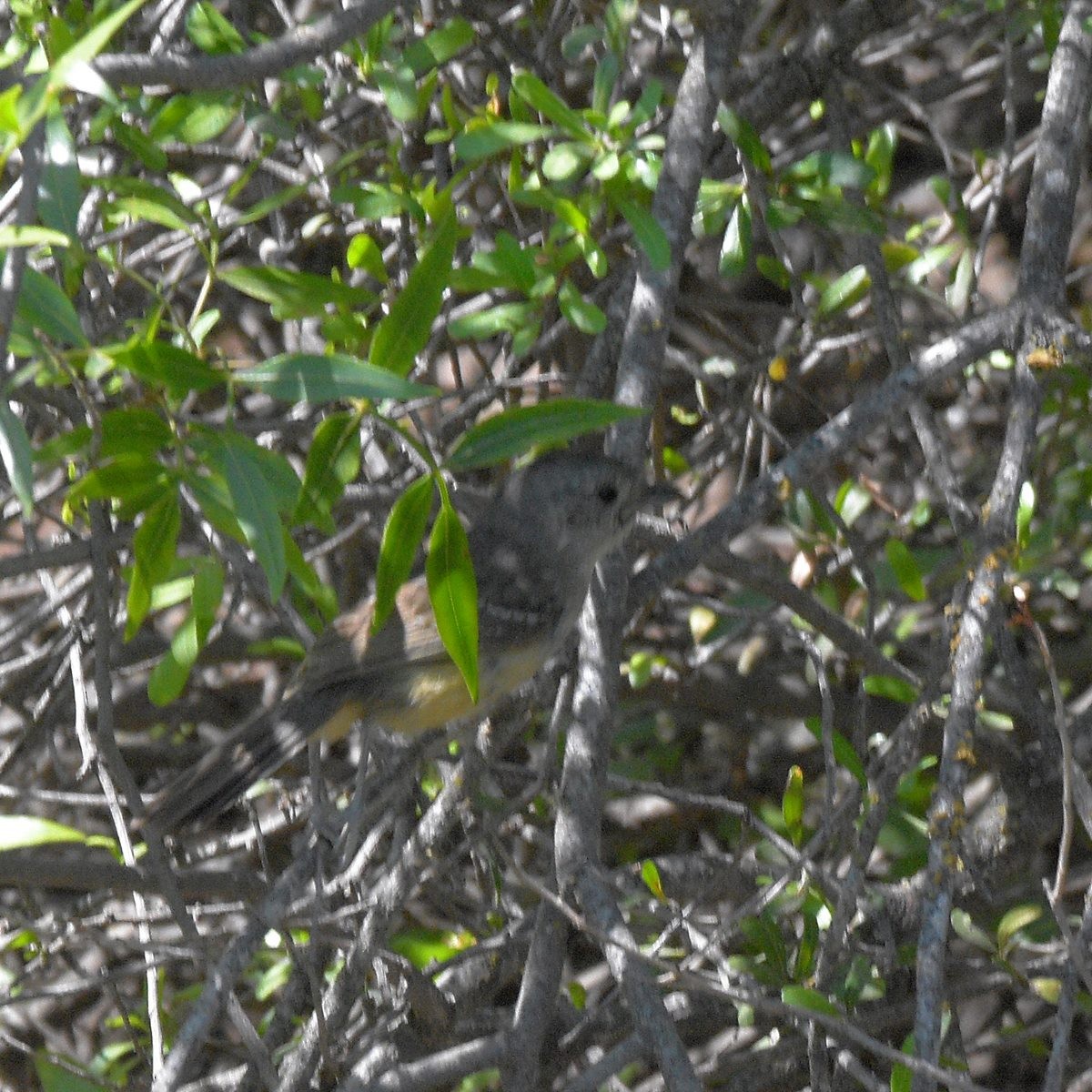 Değişken Karıncaavcısı - ML646994993