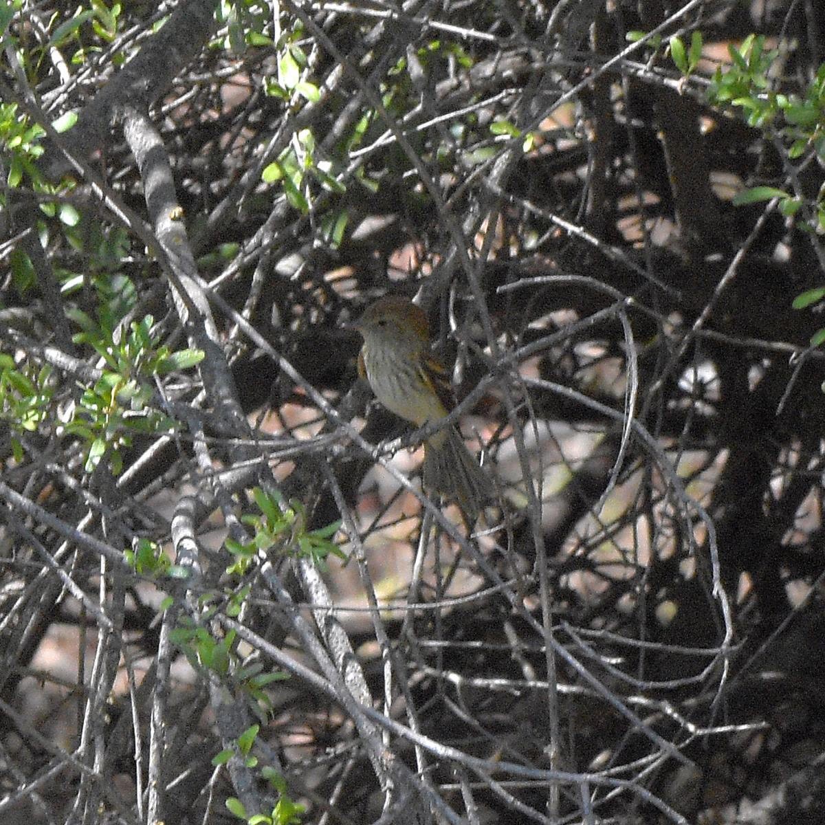 Çizgili Sinek Tiranı - ML646994994