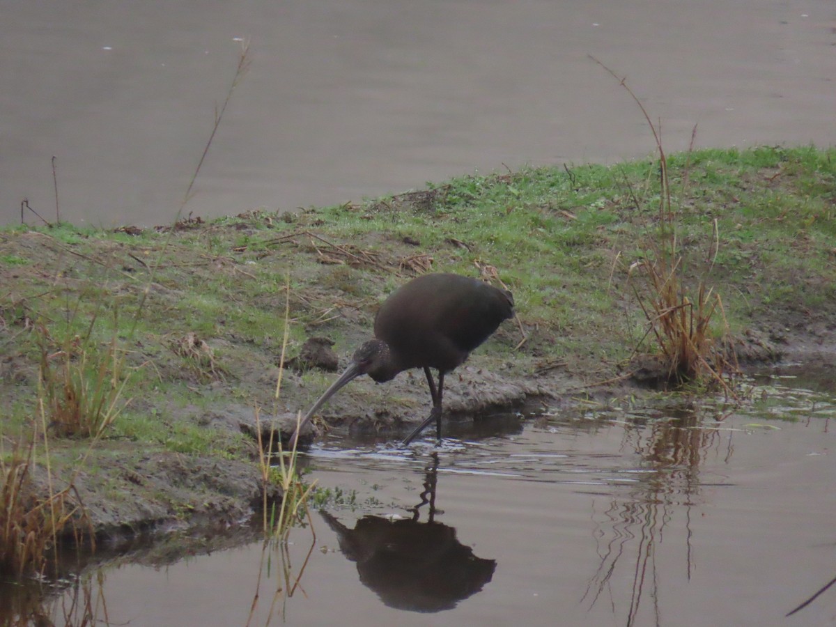 ibis americký - ML646994995