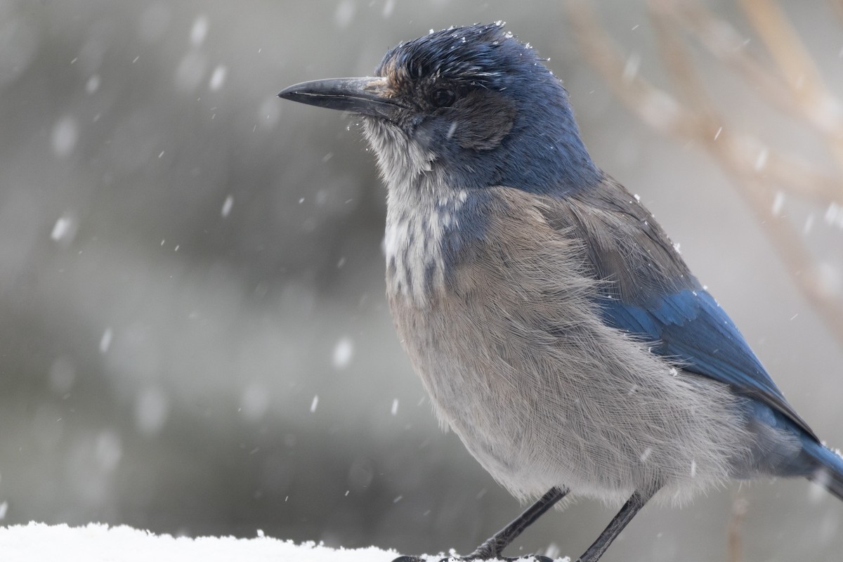 Woodhouse's Scrub-Jay - ML646994998