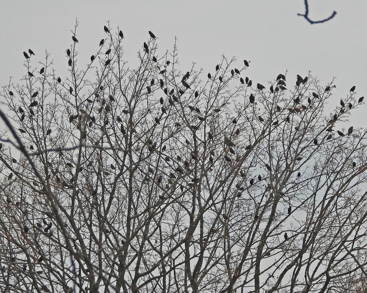 European Starling - ML646994999