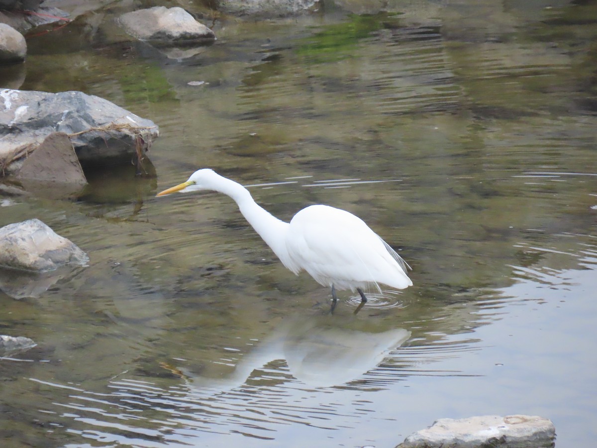 volavka bílá - ML646995001