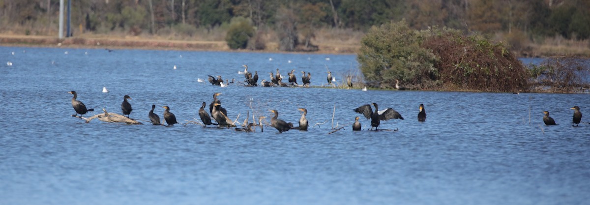 Double-crested Cormorant - ML646995002