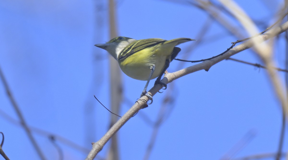 White-eyed Vireo - ML646995003