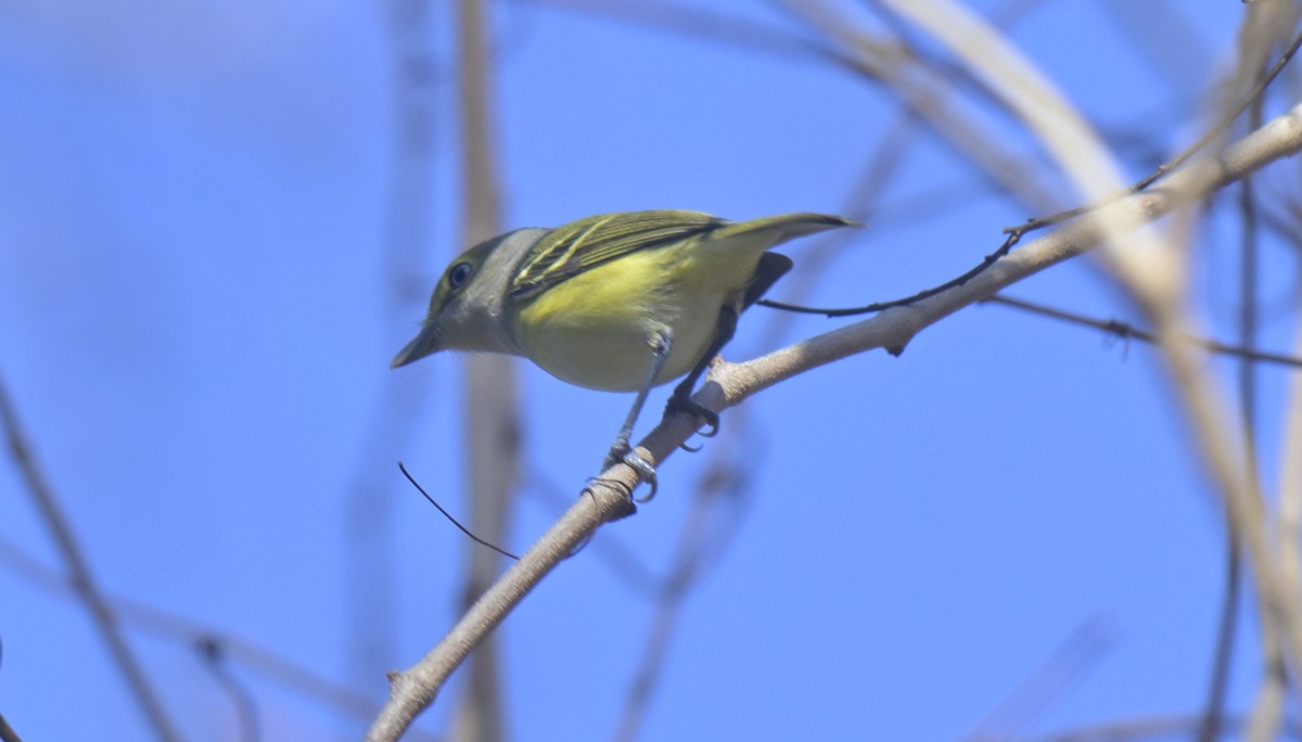 White-eyed Vireo - ML646995004