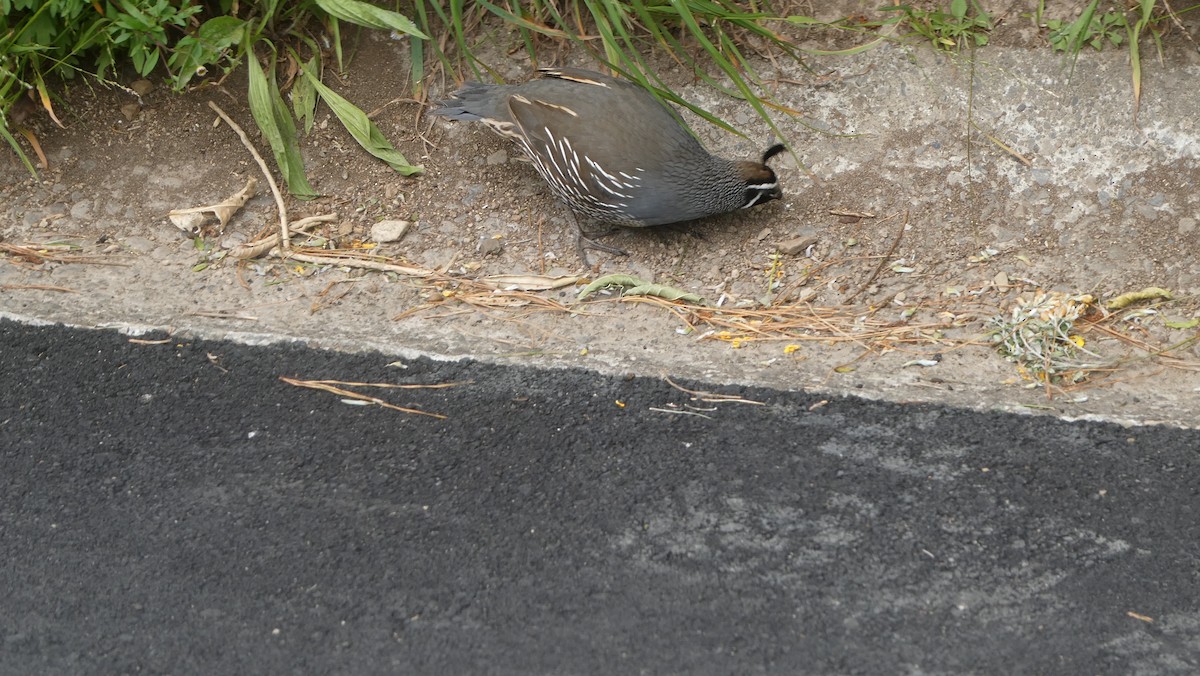 California Quail - ML646995007