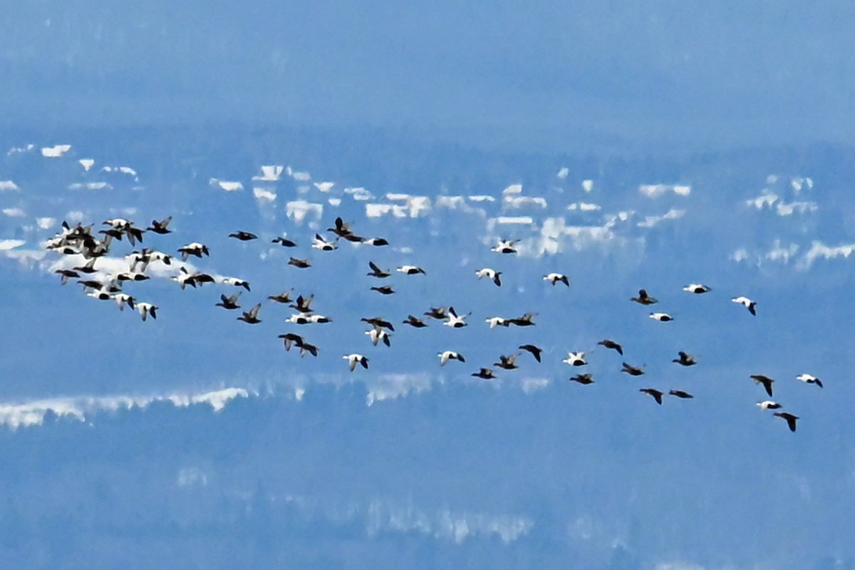 Common Eider - ML646995008