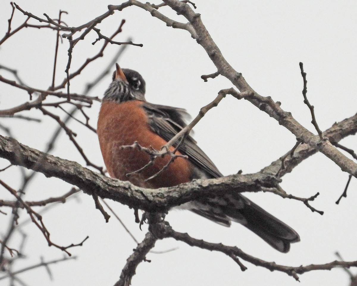 American Robin - ML646995011