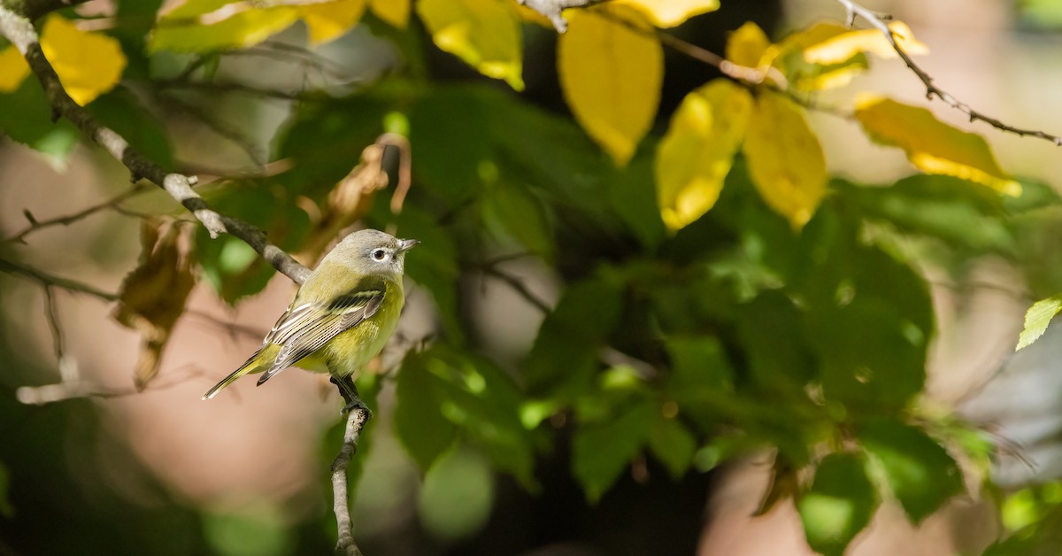 Blue-headed Vireo - ML646995012
