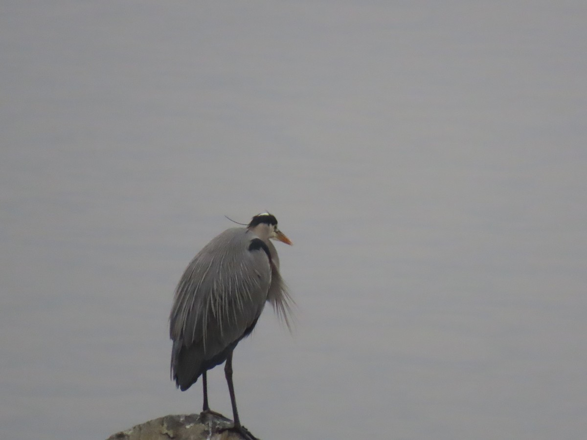 volavka velká - ML646995023