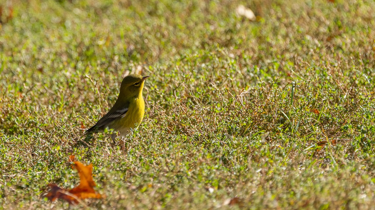 Pine Warbler - ML646995032