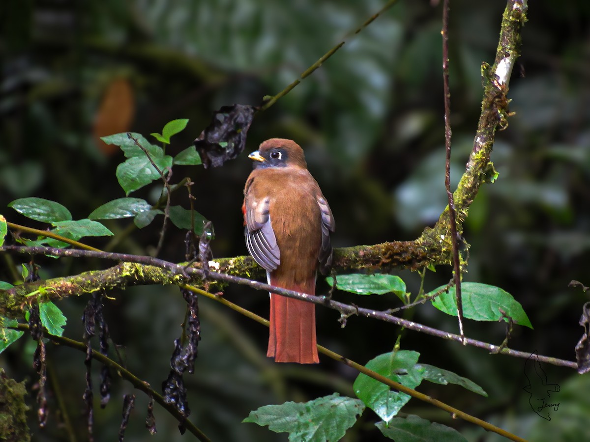 Collared Trogon - ML646995038