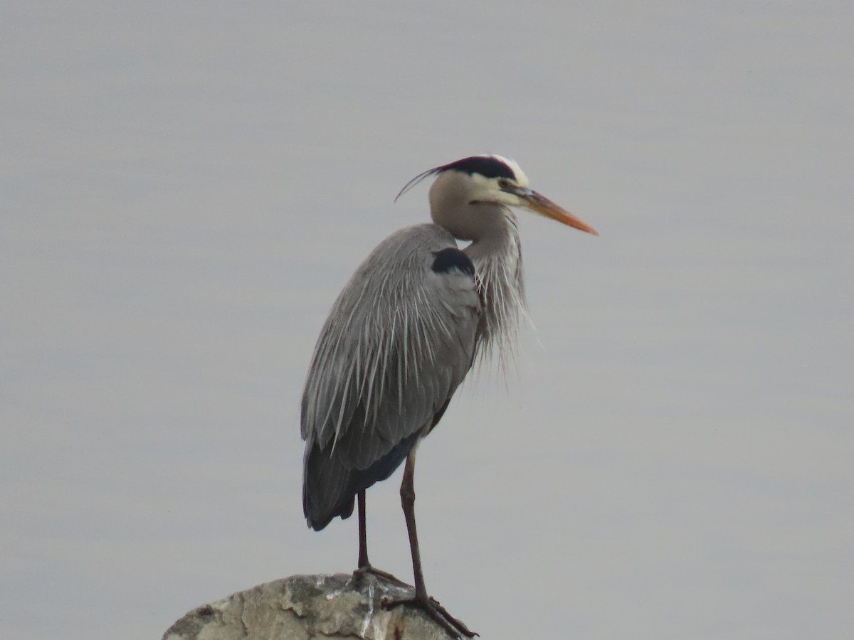 volavka velká - ML646995040