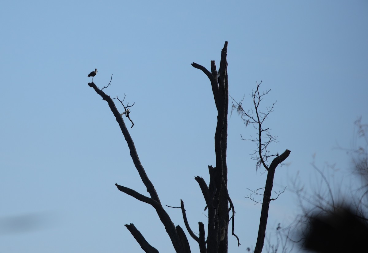 White Ibis - ML646995044