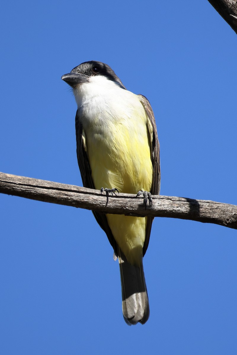 tykknebbkongetyrann - ML646995047