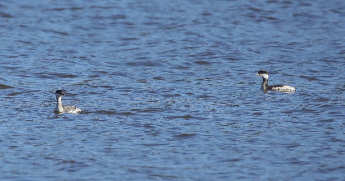 Horned Grebe - ML646995053