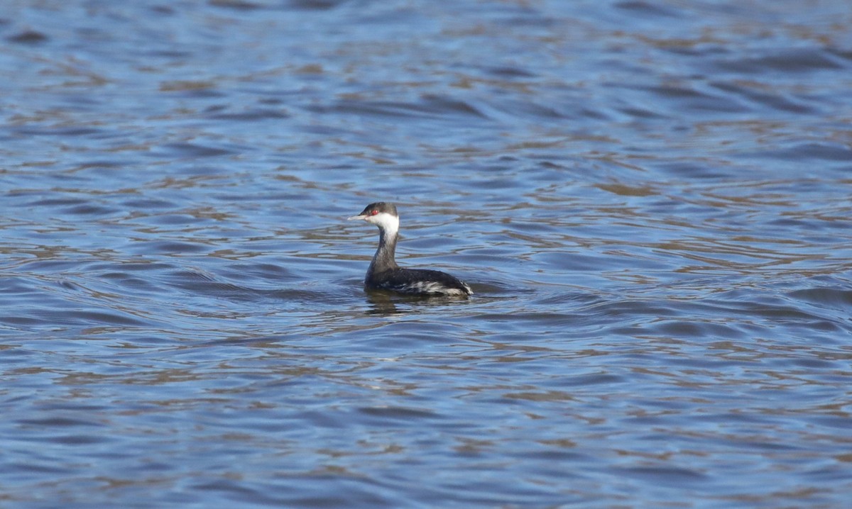 Horned Grebe - ML646995054