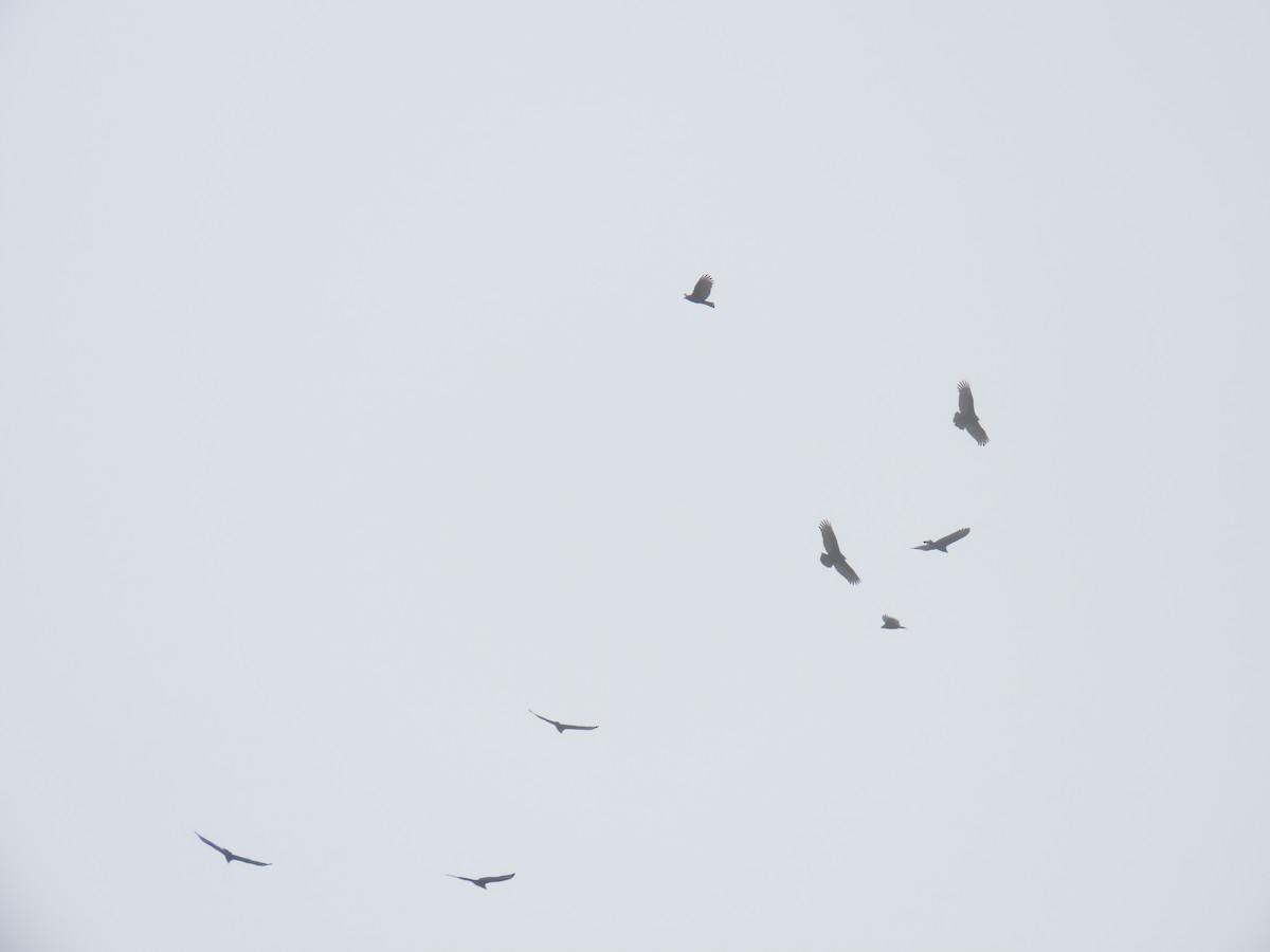 kondor krocanovitý - ML646995056