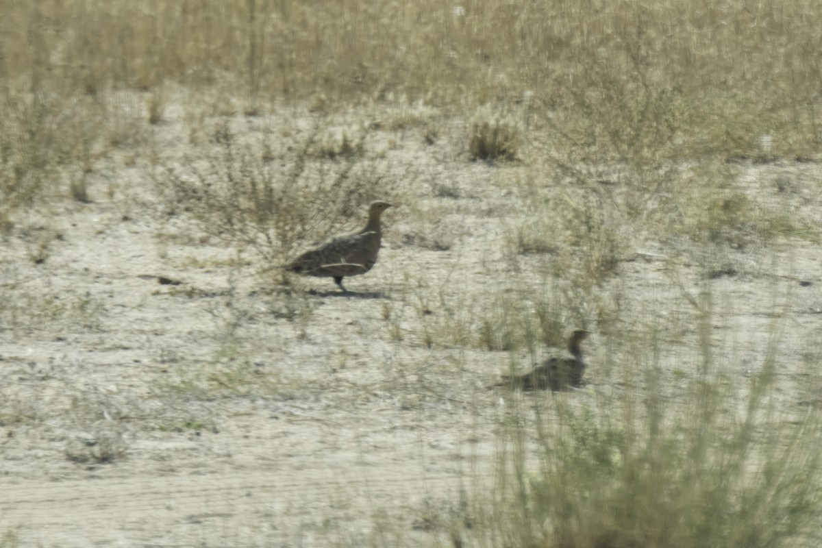 stepokur hnědobřichý - ML646995058