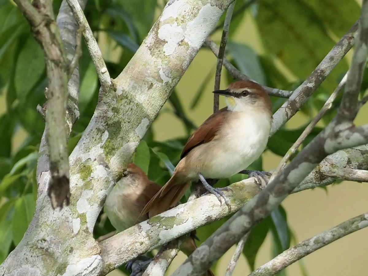 Мочарник жовтогорлий - ML646995072