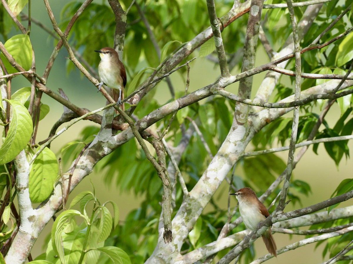 Мочарник жовтогорлий - ML646995073