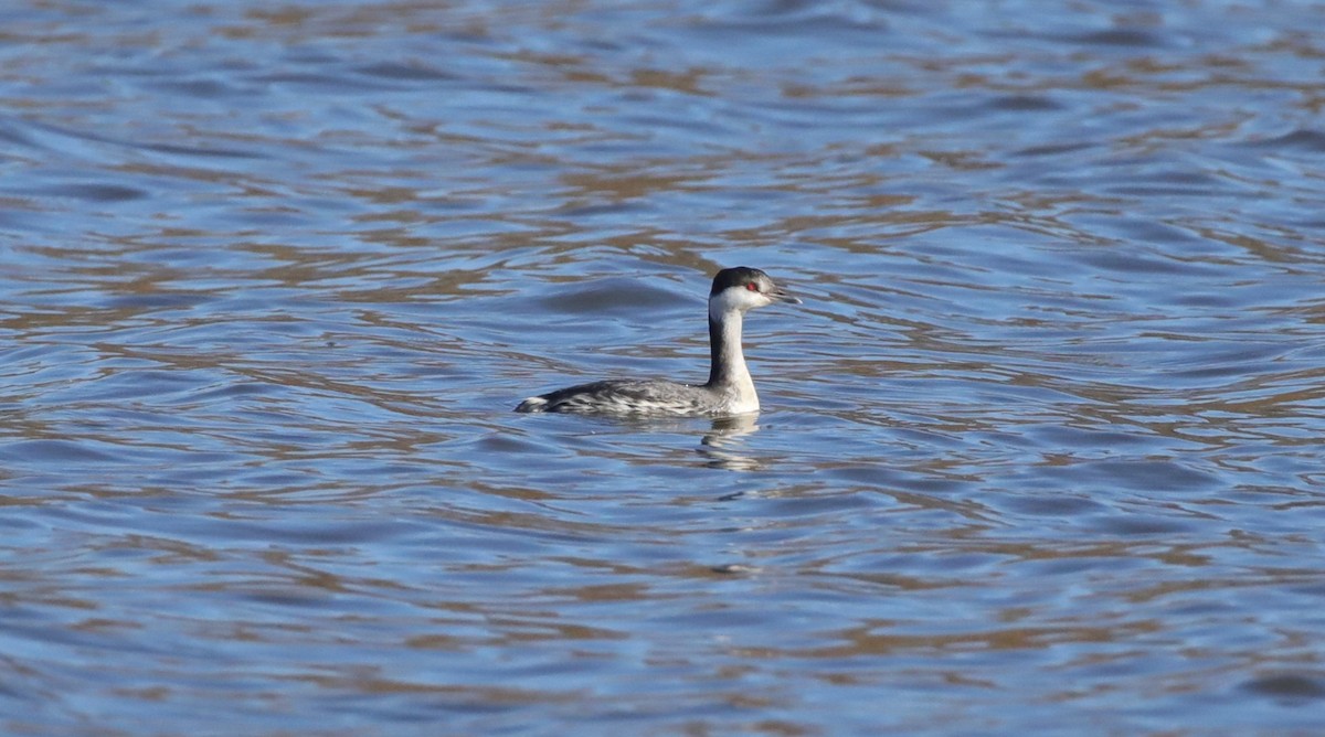 Horned Grebe - ML646995075
