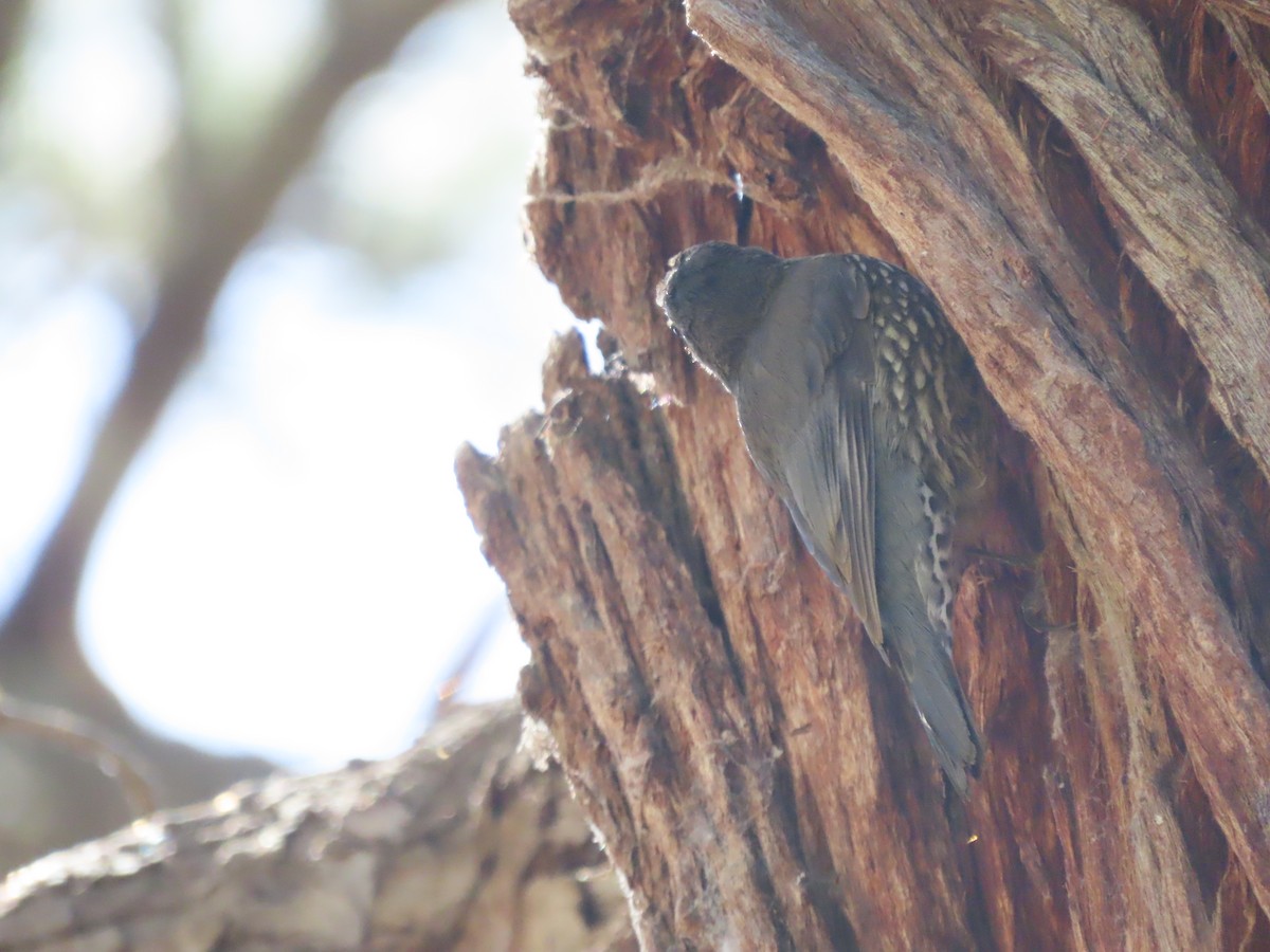 Katanar paparzuria - ML646995077