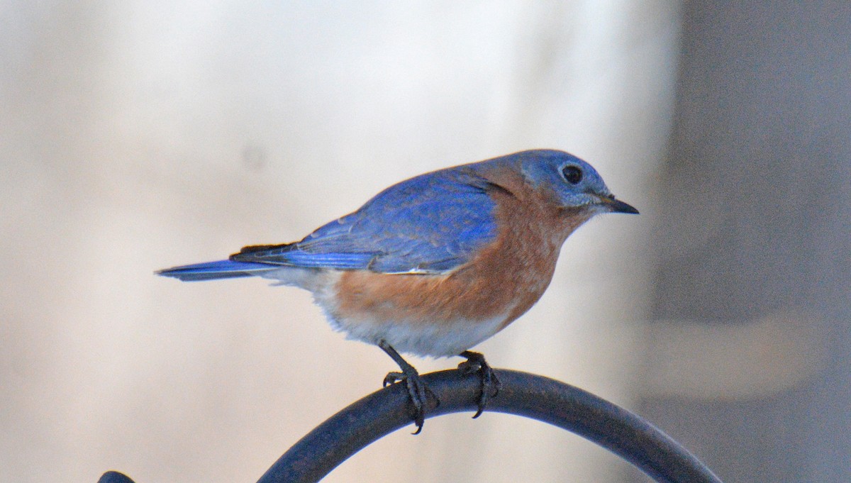 Восточная сиалия - ML646995080