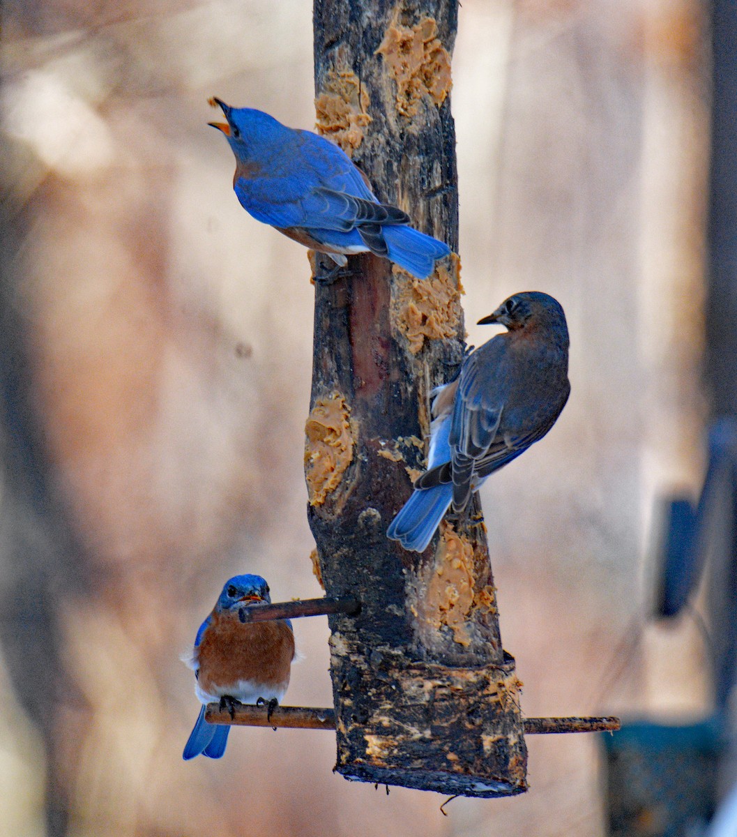 Восточная сиалия - ML646995081