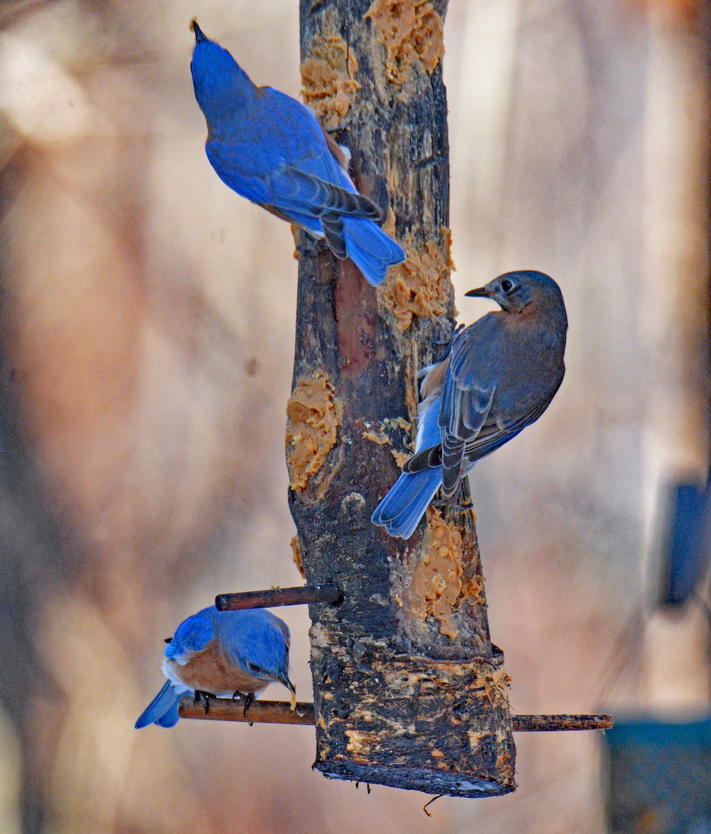 Восточная сиалия - ML646995082