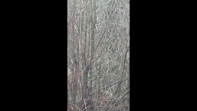 Ruby-crowned Kinglet - ML646995092