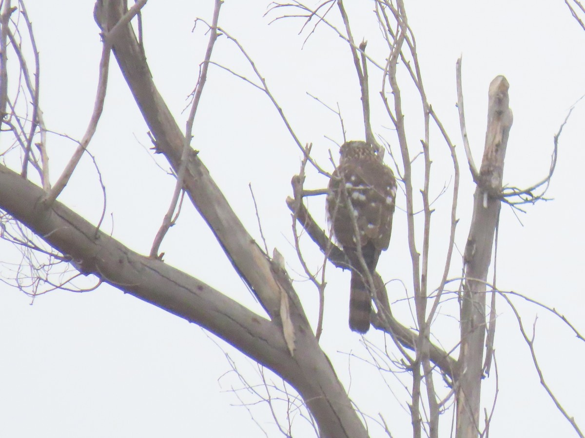 jestřáb americký - ML646995094