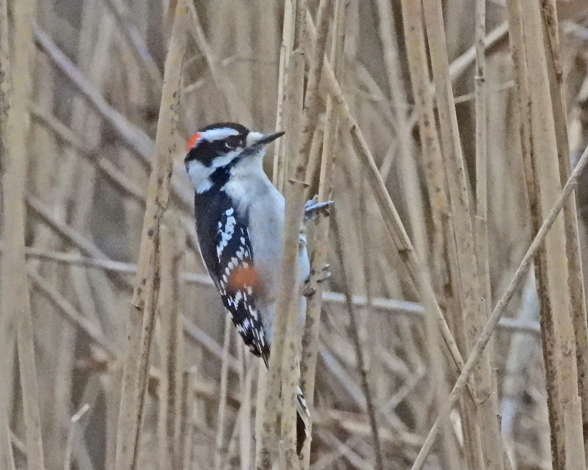 Downy Woodpecker - ML646995096