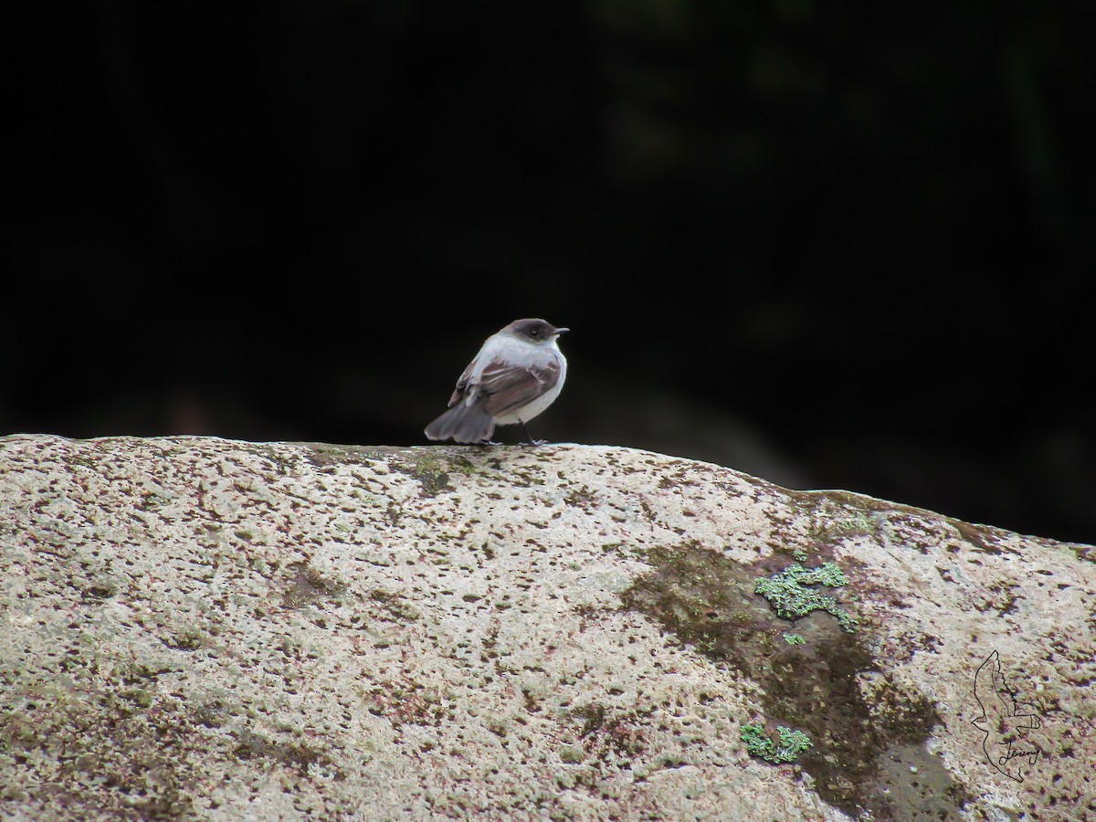 Torrent Tyrannulet - ML646995097