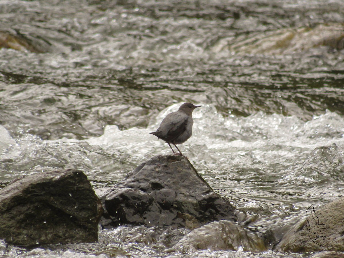 American Dipper - ML646995098