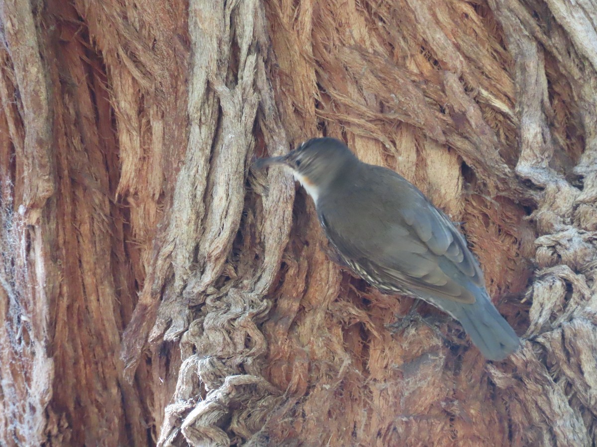 Katanar paparzuria - ML646995099