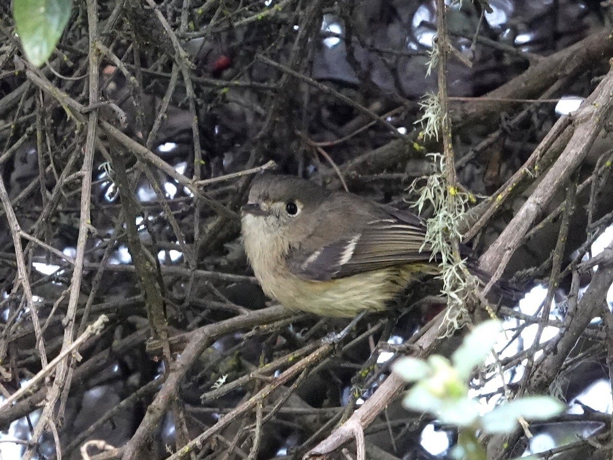 Короткоклювый виреон - ML646995100