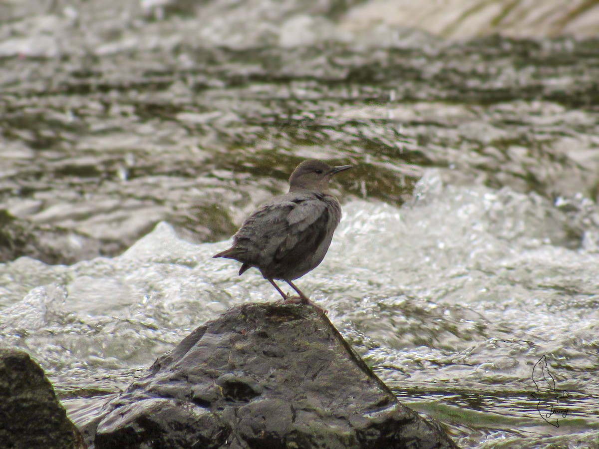 American Dipper - ML646995103
