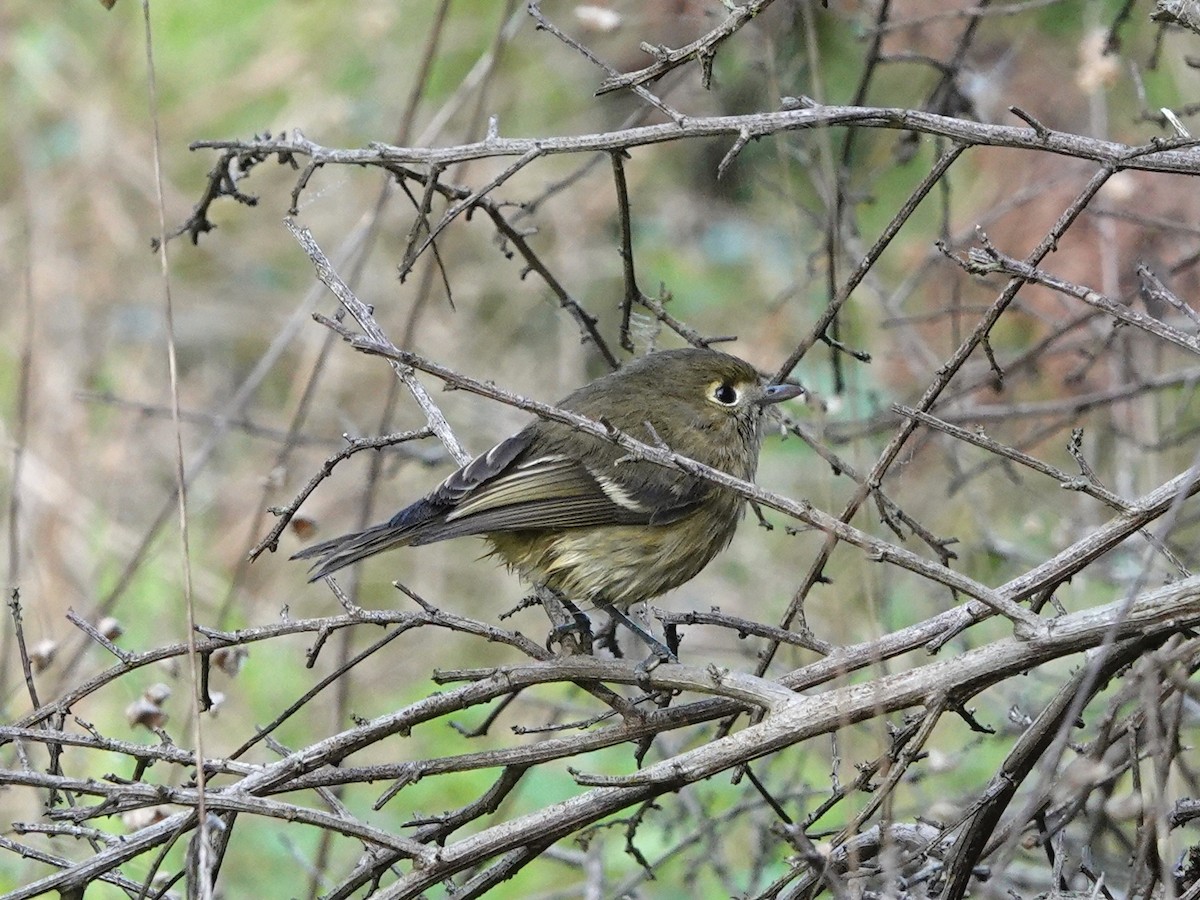 Короткоклювый виреон - ML646995104