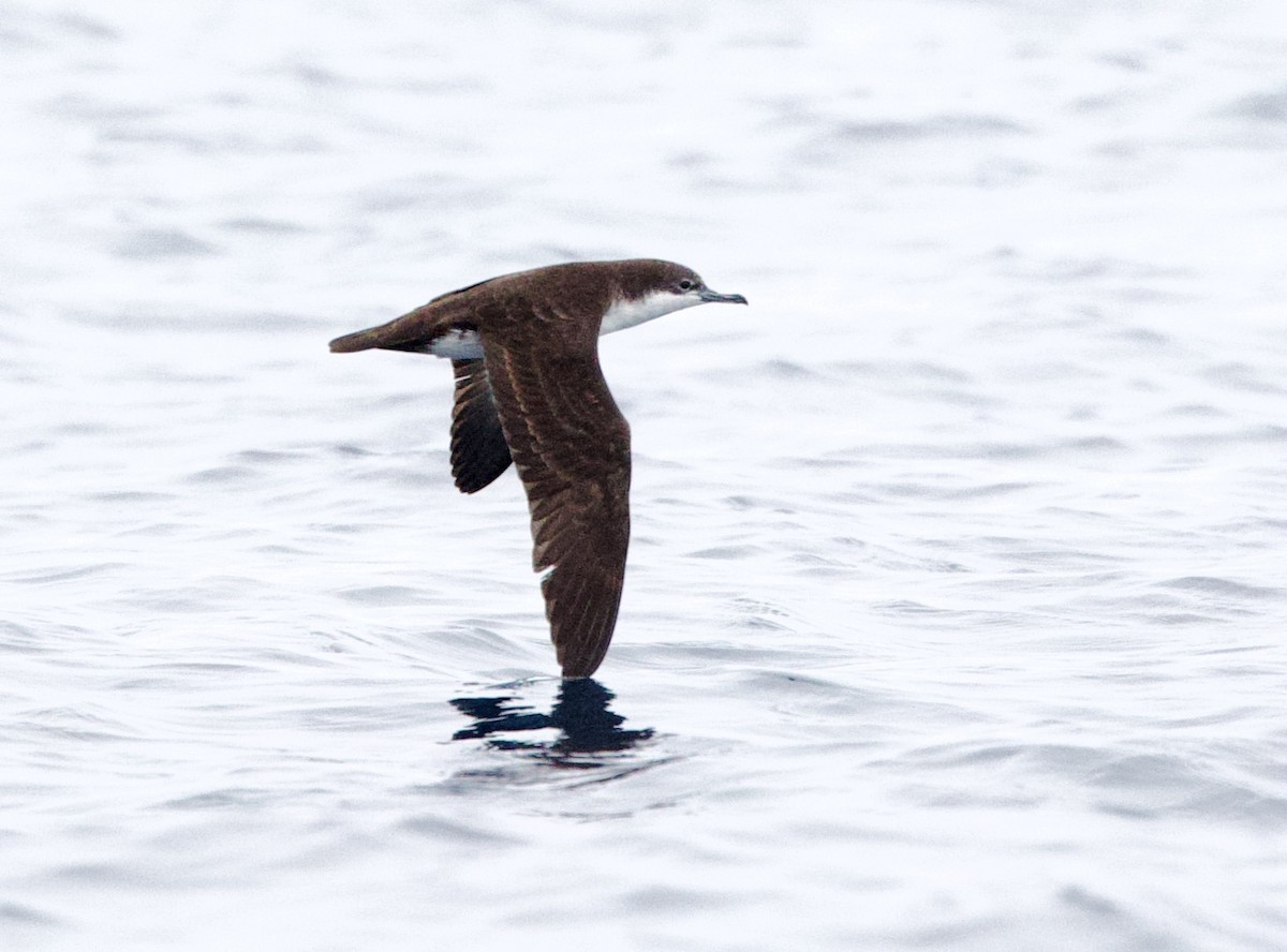 Puffin des Galapagos - ML646995105