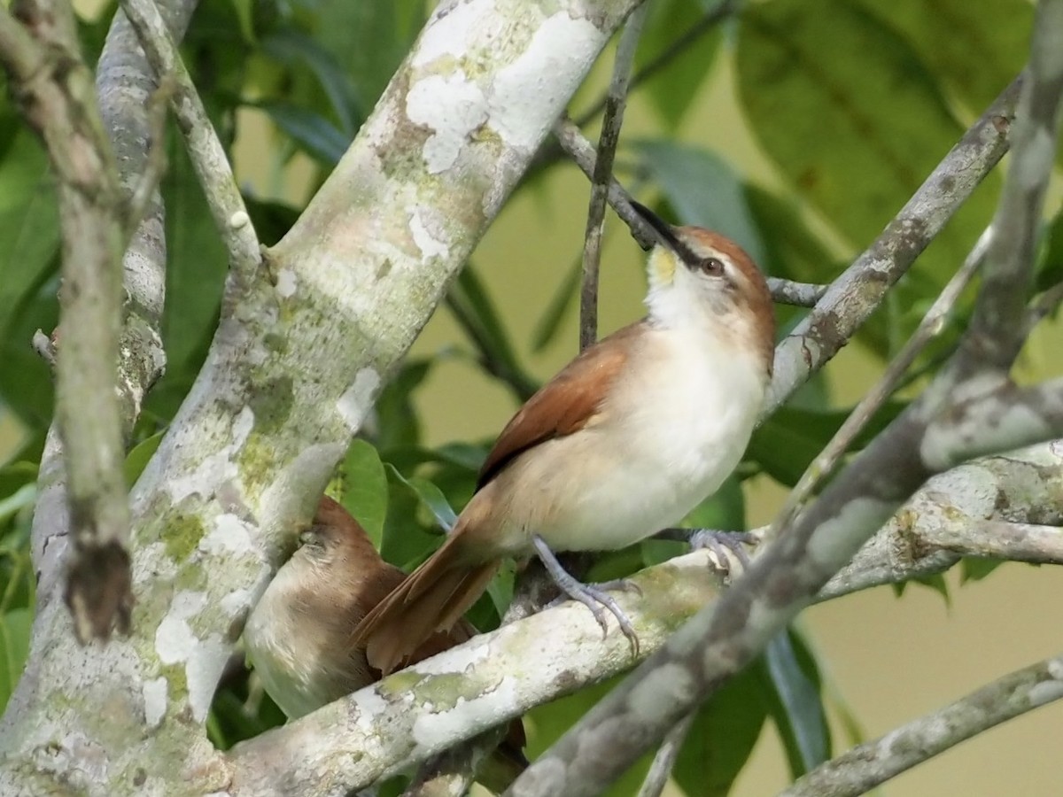 Мочарник жовтогорлий - ML646995106